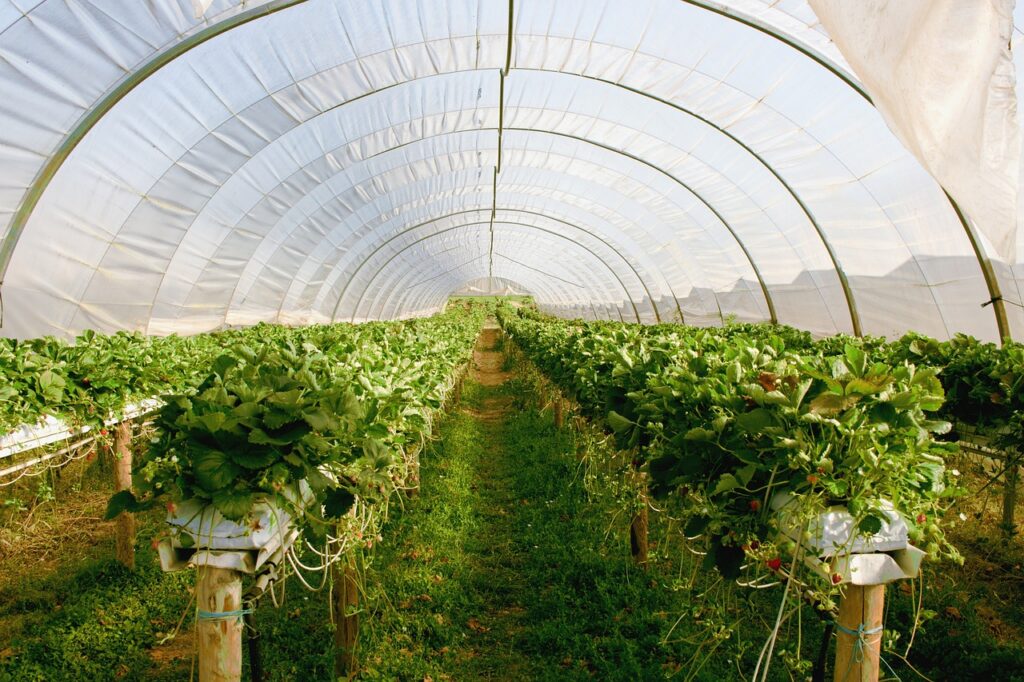 A greenhouse with green plants inside