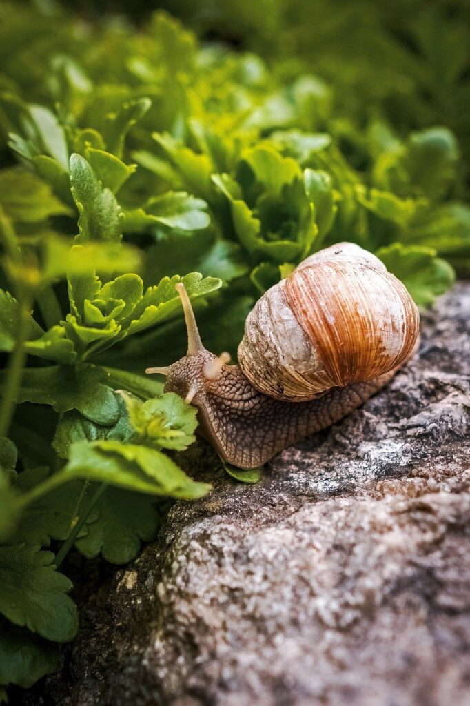 A snail (invertebrate) in the garden