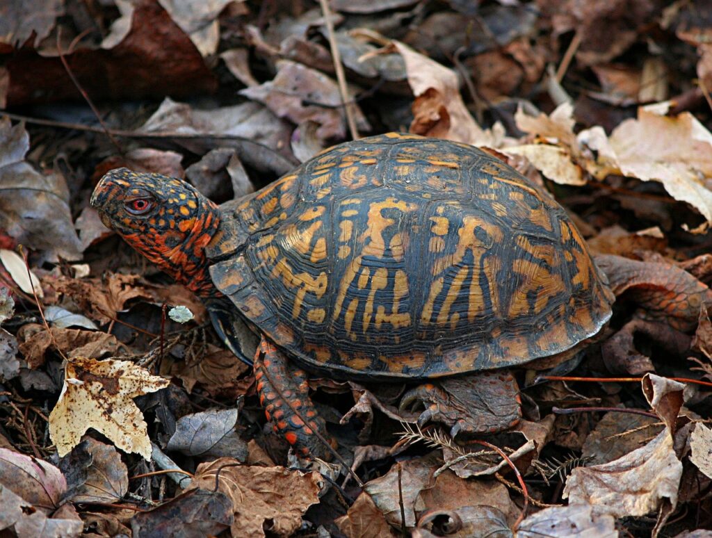 A box turtle crawling over fallen leaves