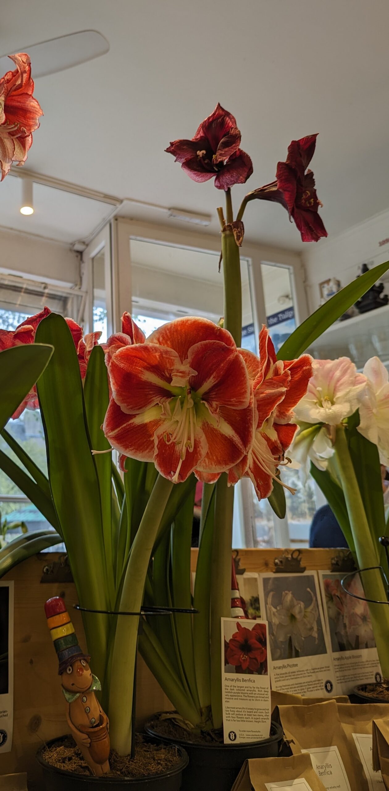 Orange amaryllis