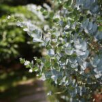 A bouquet of eucalyptus