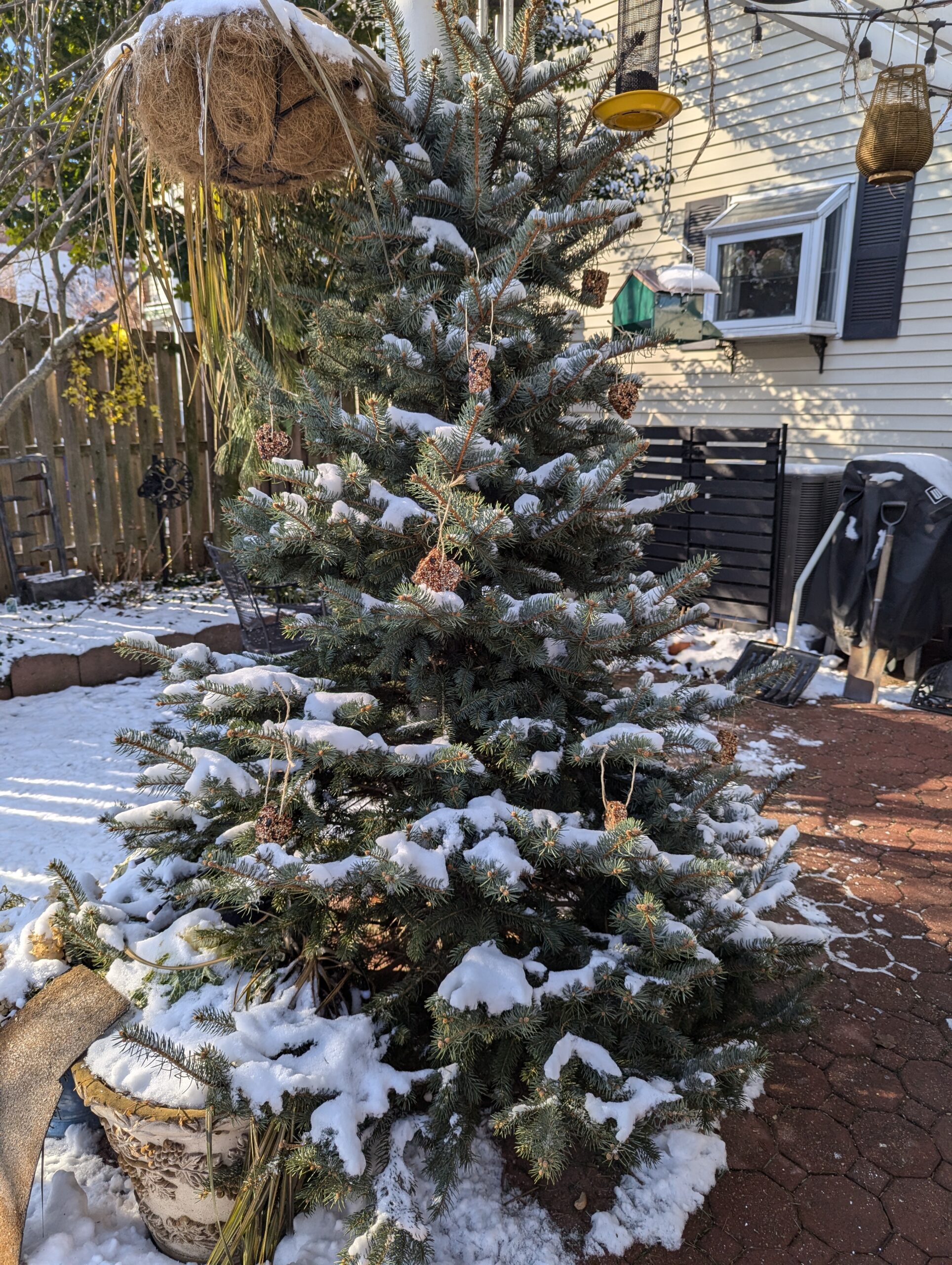 Christmas tree leaning against the pillar of a pergola