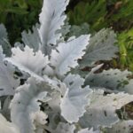 dusty miller leaves/pixabay