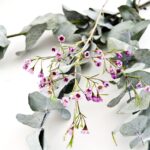 Eucalyptus with pink flowers