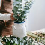 A bouquet of eucalyptus in a vase