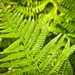 fern fronds/pixabay