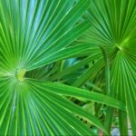 A bouquet of palm fronds/pixabay