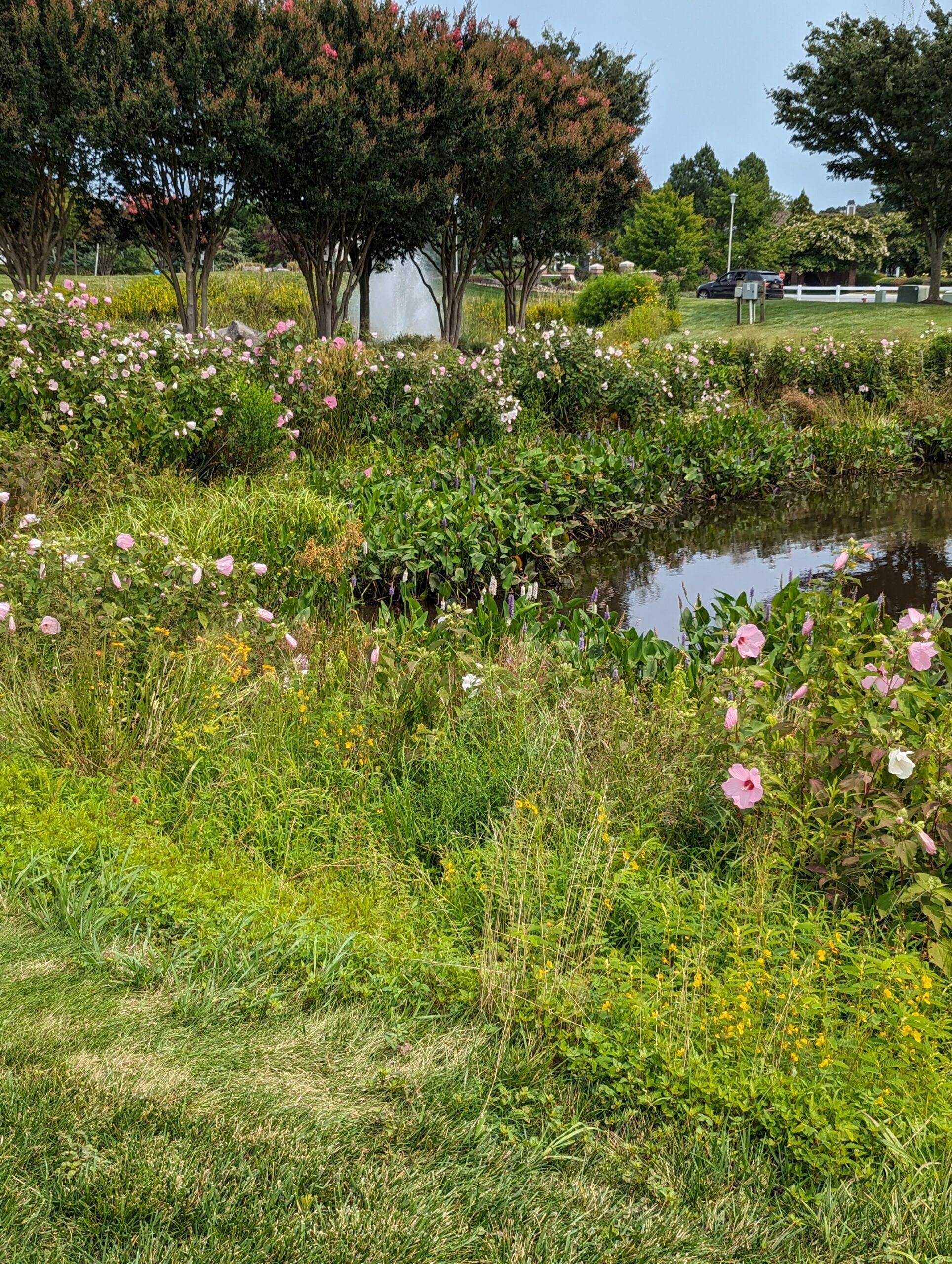 natural flowers surrounding a pond No Mow March