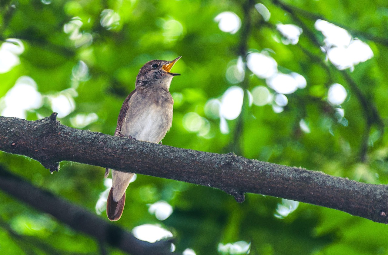 Nightingale bird singing while sitting on a limb. Pixabay